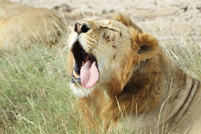 Amboseli Day Tour from Nairobi - The Maasai community visit, and the extra charge