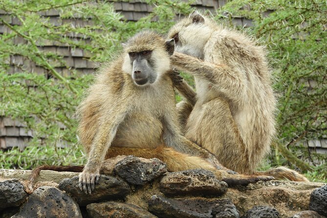 Amboseli Day Tour from Nairobi - What makes the guides important