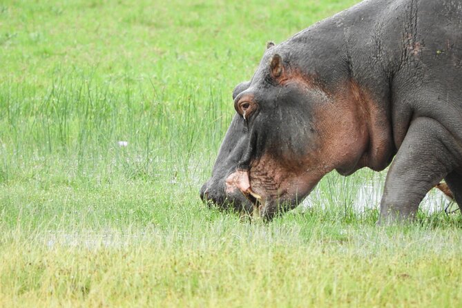 Amboseli Day Tour from Nairobi - Who should book this Amboseli day tour?