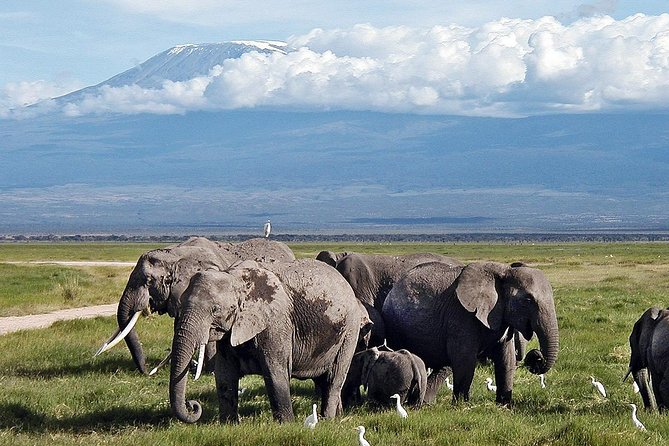 Amboseli Day Trip from Nairobi - Lunch at the park, or a picnic near Observation Hill