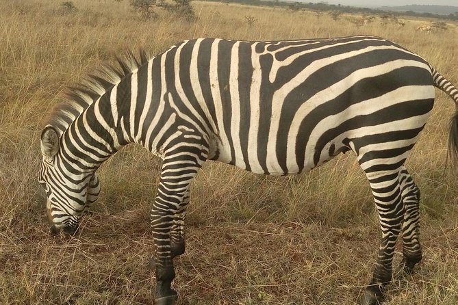 Amboseli Day Trip from Nairobi - The shared vehicle question