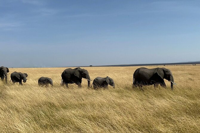 Amboseli day trip with pick up - Why Amboseli makes a strong one-day safari