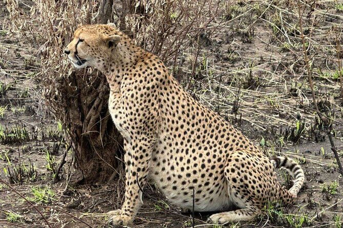 Amboseli day trip with pick up - Leaving Nairobi at 5am