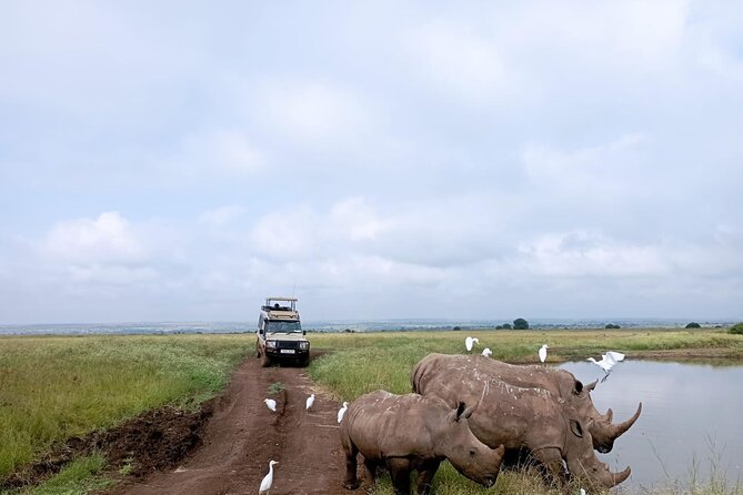 Amboseli day trip with pick up - Who will enjoy this day most