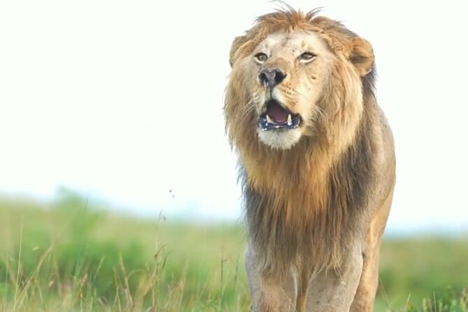 Amboseli Day Trip with Pickup - Elephants, predators, and realistic safari expectations