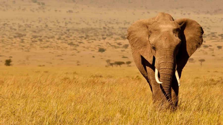 Amboseli National Park 3-Day Safari from Nairobi - The safari van and what the $480 covers