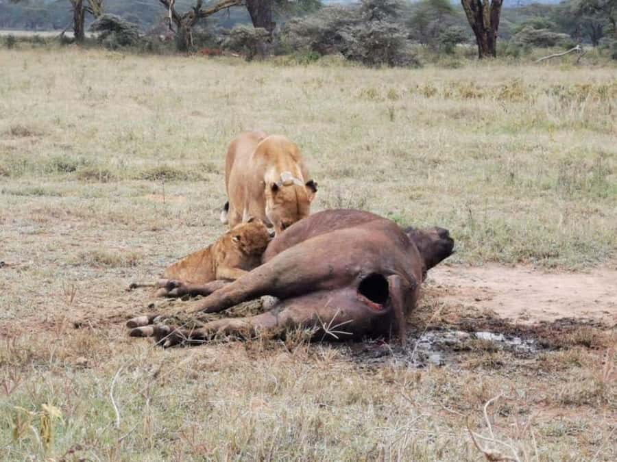 Amboseli National Park 3-Day Safari from Nairobi - Day two: sunrise, game viewing, and Observation Hill