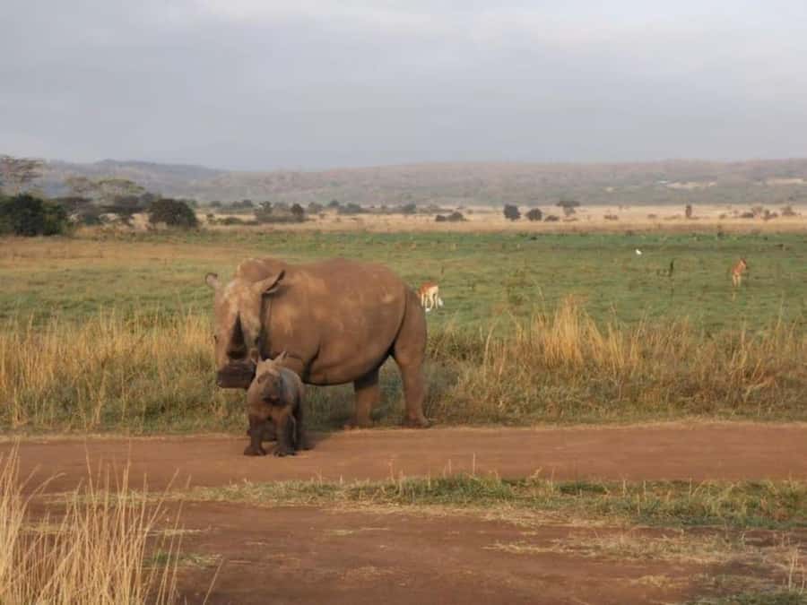 Amboseli National Park 3-Day Safari from Nairobi - How to make the most of Kilimanjaro and wildlife sightings
