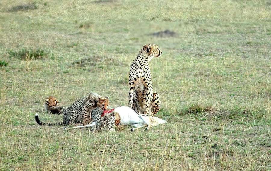 Amboseli National Park 3-Day Safari from Nairobi - Booking details worth checking first