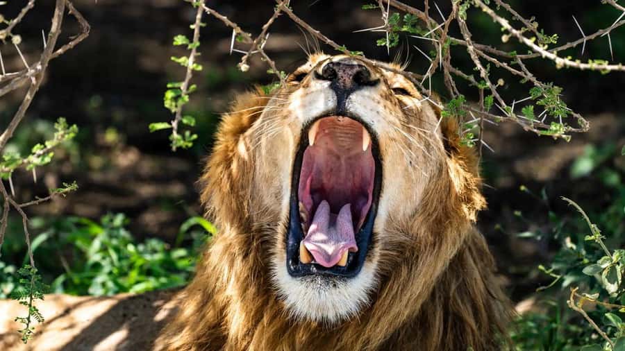 Amboseli National Park 3-Day Safari from Nairobi - Should you book the Amboseli safari?