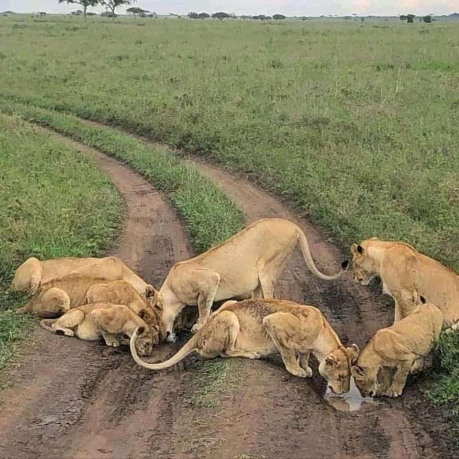 Amboseli National Park 3-Day Safari from Nairobi - FAQ