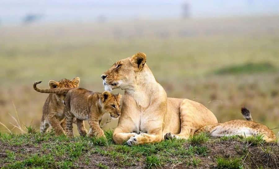 Amboseli National Park 3-Day Safari from Nairobi - Day one: Nairobi to the Amboseli plains