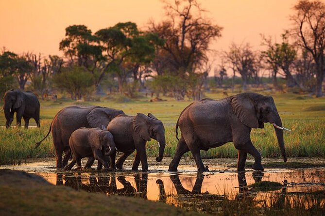 Amboseli National Park Day tour; Free Wifi Connection - Why Amboseli makes a strong day trip from Nairobi
