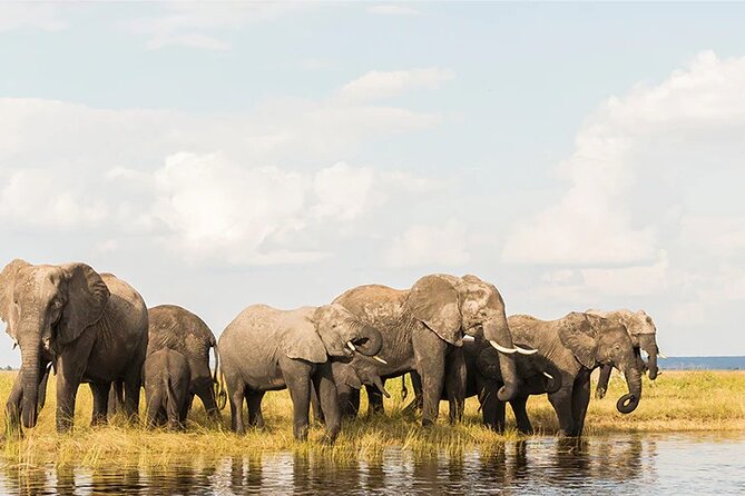 Amboseli National Park Day tour; Free Wifi Connection - Lunch at Oltukai Lodge and the afternoon exit