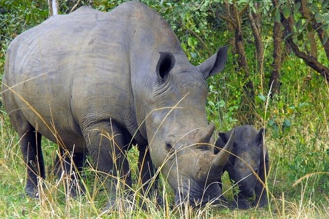 Amboseli National Park Day tour; Free Wifi Connection - Who will enjoy this day safari most