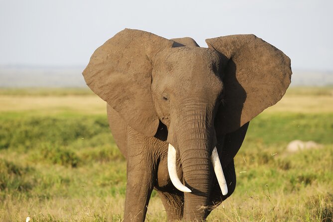 Amboseli National Park Day tour; Free Wifi Connection - Small details that can improve the day