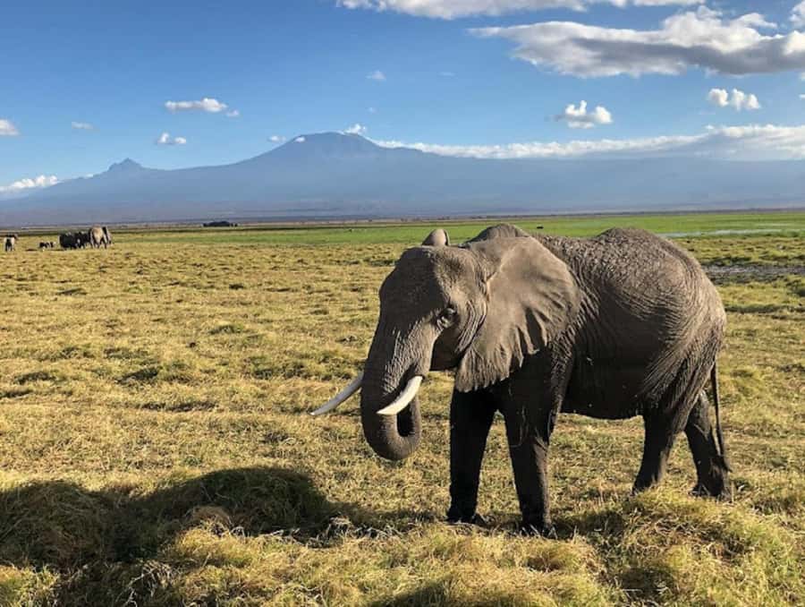 Amboseli National Park Day Trip and Maasai Village Visit - Finding elephants, lions, and Kilimanjaro