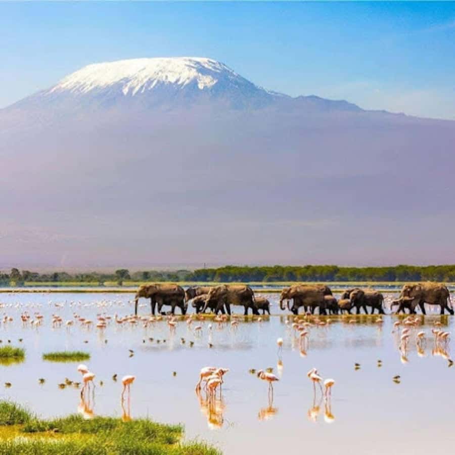 Amboseli National Park Day Trip and Maasai Village Visit - Lunch and a pool break at Kibo Safari Camp
