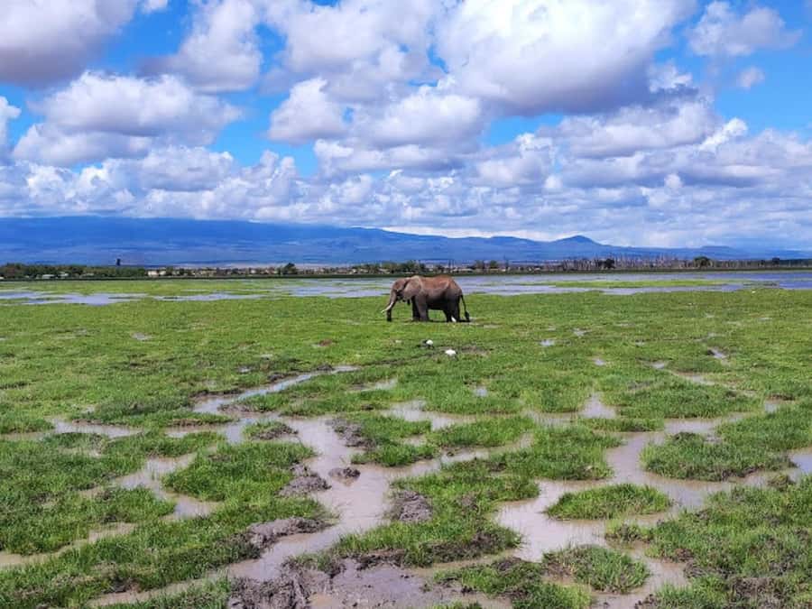 Amboseli National Park Day Trip and Maasai Village Visit - What the $194 price really covers
