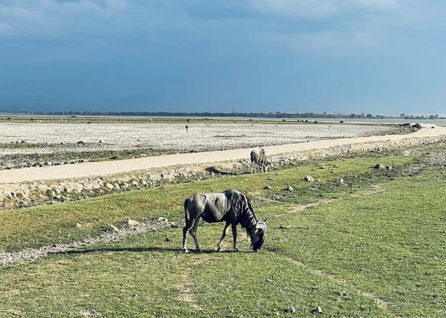 Amboseli National Park Day Trip and Maasai Village Visit - Should you book it?