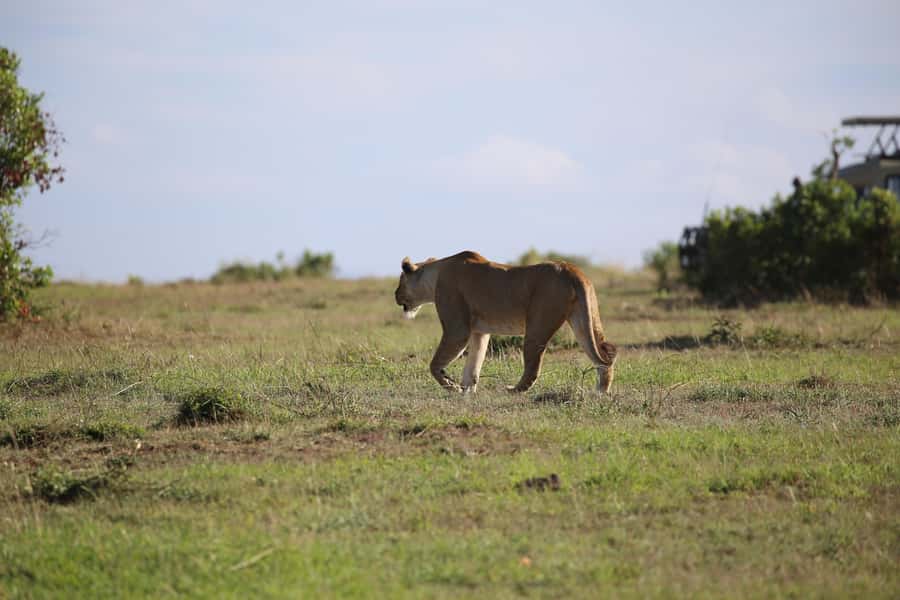 Amboseli National Park Day Trip and Maasai Village Visit - Entering the park and managing the park-fee delay