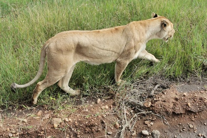 Amboseli National park Day trip:Mt kilimanjaro Views - Lunch, bottled water, and the pool option