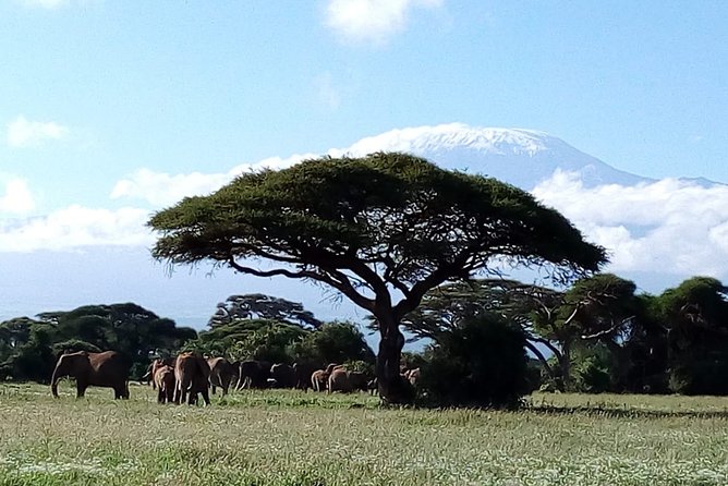 Amboseli National park Day trip:Mt kilimanjaro Views - Who will enjoy this day trip most