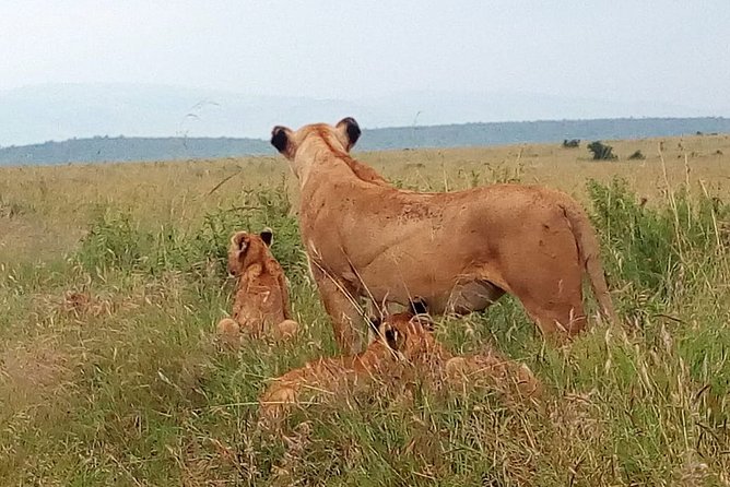 Amboseli National park Day trip:Mt kilimanjaro Views - Should you book the Amboseli day safari?