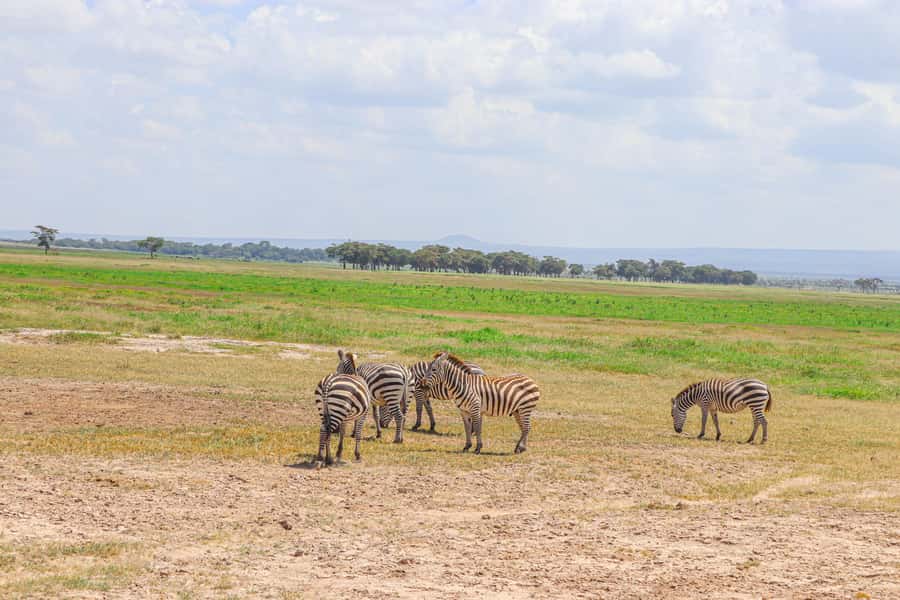 Amboseli National Park: Daytrip from Nairobi in a 4X4 Jeep - Who should choose this Amboseli day trip?