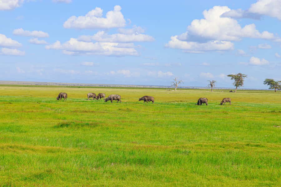 Amboseli National Park: Daytrip from Nairobi in a 4X4 Jeep - Why the long ride to Amboseli can be worth it