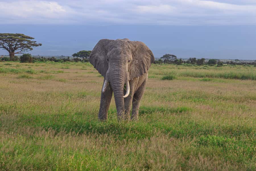 Amboseli National Park: Daytrip from Nairobi in a 4X4 Jeep - The drive through Maasai territory