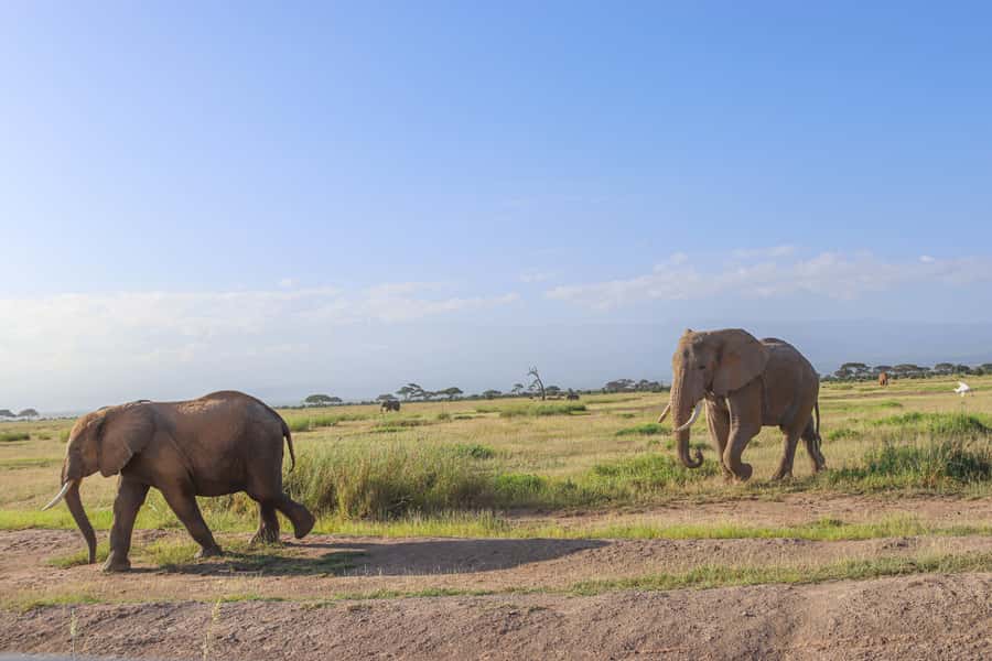 Amboseli National Park: Daytrip from Nairobi in a 4X4 Jeep - About the five-hour game drive