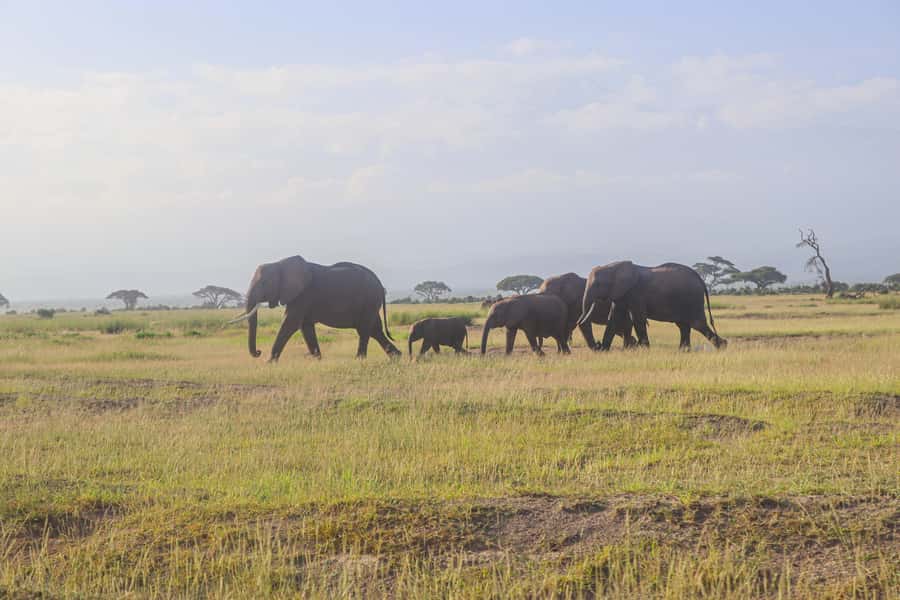 Amboseli National Park: Daytrip from Nairobi in a 4X4 Jeep - Lunch at Kibo Safari Camp