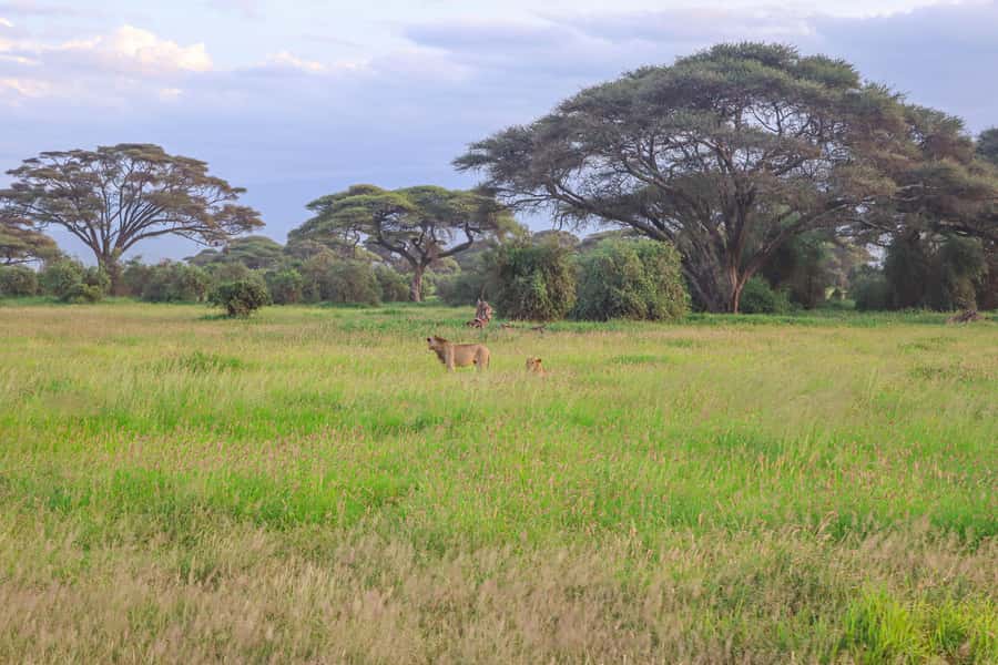 Amboseli National Park: Daytrip from Nairobi in a 4X4 Jeep - The return to Nairobi