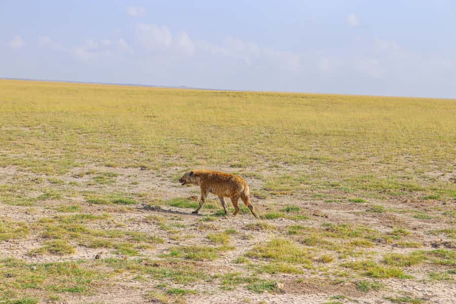 Amboseli National Park: Daytrip from Nairobi in a 4X4 Jeep - Is $280 good value?