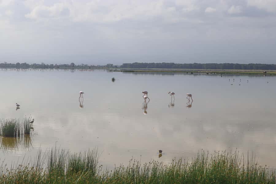 Amboseli National Park: Daytrip from Nairobi in a 4X4 Jeep - Starting in Nairobi with a private 4X4