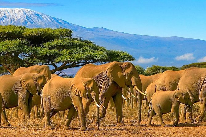 Amboseli National Park Full Day Guided Tour - The 5 a.m. pickup from Nairobi