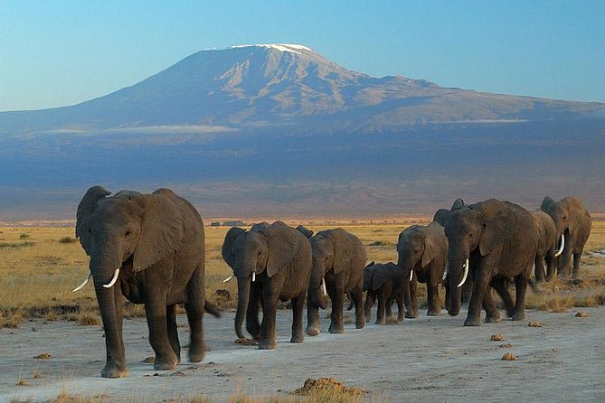 Amboseli National Park Full Day Guided Tour - Elephants, zebras, lions, and cheetahs