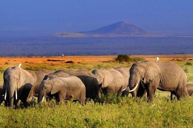 Amboseli National Park Full Day Guided Tour - What the private format changes