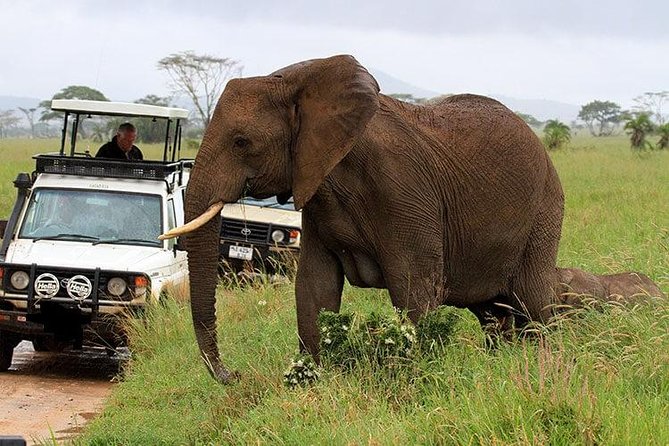 Amboseli National Park Full Day Guided Tour - The real cost: $195 plus park entry