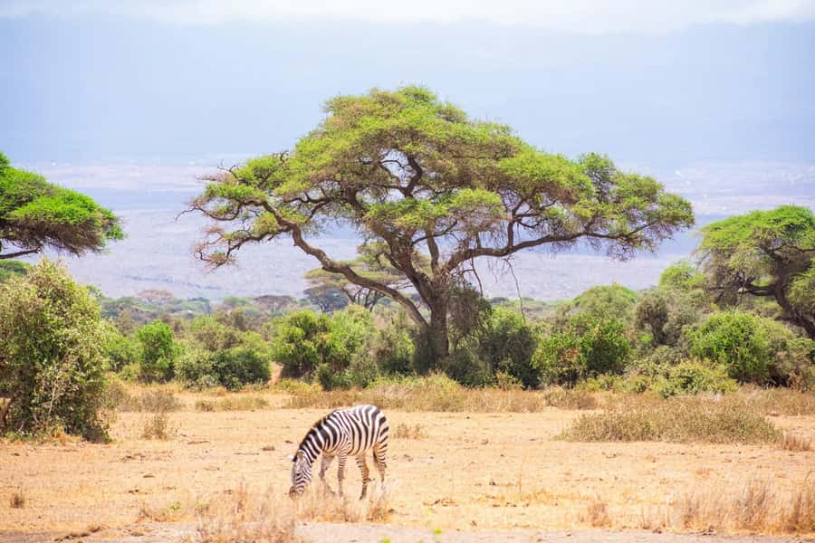 Amboseli National Park: Full Day Tour From Nairobi - Key points at a glance
