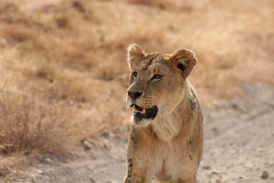 Amboseli National Park: Full Day Tour From Nairobi - Why Amboseli makes a strong day trip from Nairobi