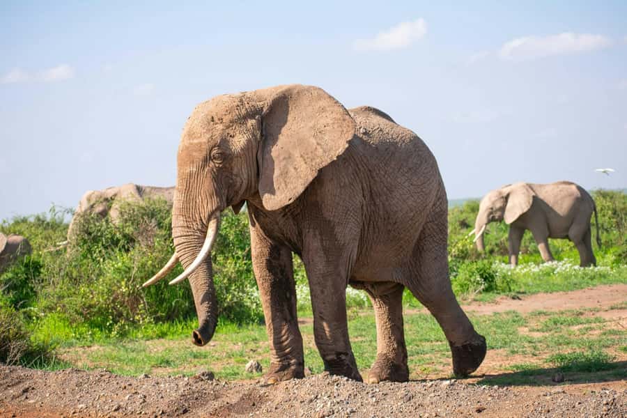 Amboseli National Park: Full Day Tour From Nairobi - The first Amboseli game drive