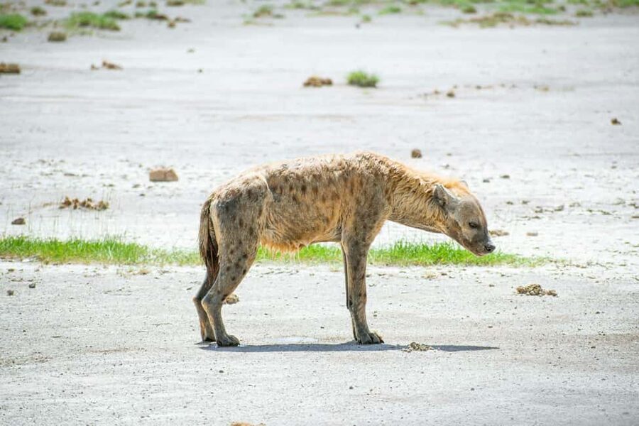 Amboseli National Park: Full Day Tour From Nairobi - Elephants, predators, and the Kilimanjaro backdrop