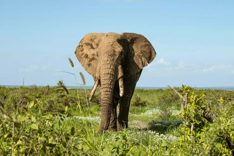 Amboseli National Park: Full Day Tour From Nairobi - The afternoon drive and return to Nairobi