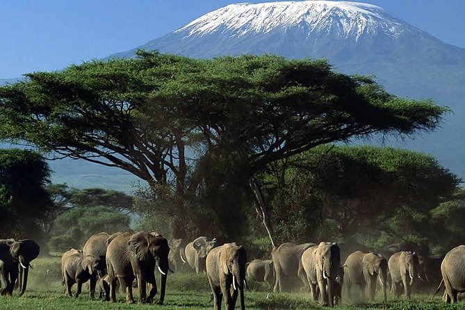 Amboseli National Park: Guided Full Day Tour - Elephants, birds, and the search for the Big Five