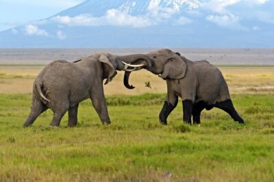 Amboseli National Park: Guided Full Day Tour