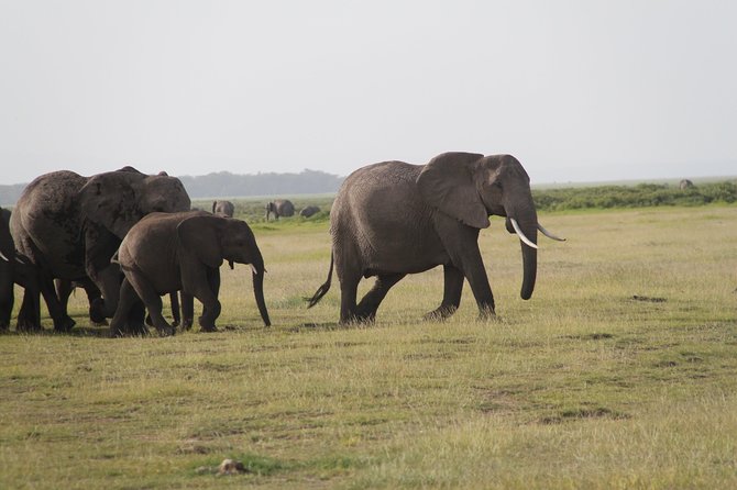 Amboseli National Park Guided Full Day Tour - What the guide adds to the day