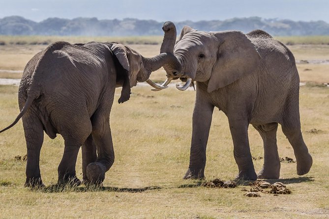 Amboseli National Park Guided Full Day Tour - Price and what your $345 covers
