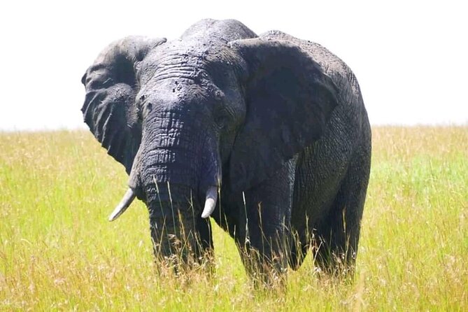 Amboseli national park over night - Why two days is the right length for Amboseli